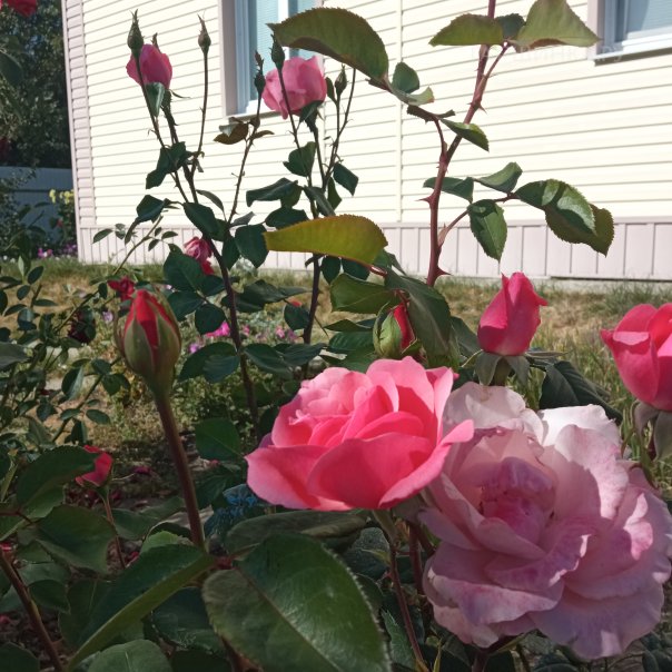 превью изображения отзыва