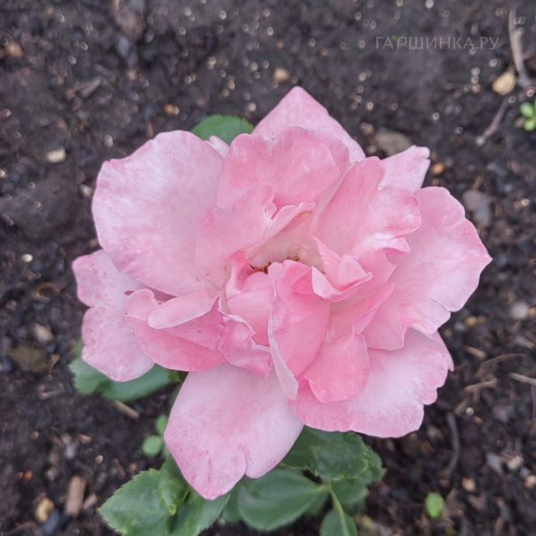 превью изображения отзыва