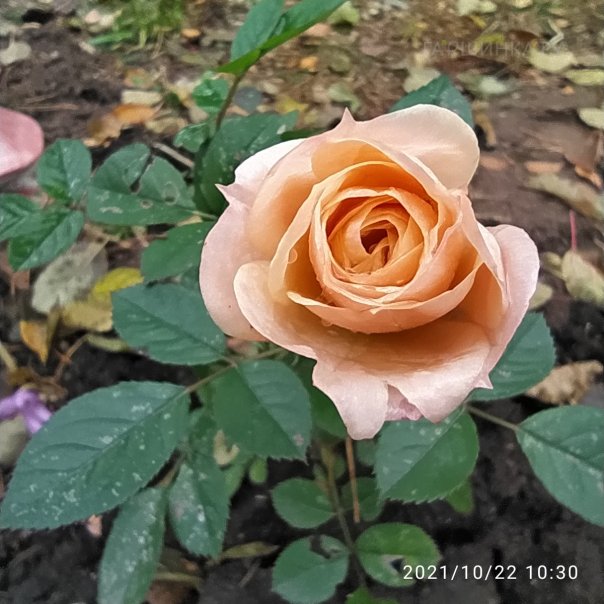 превью изображения отзыва