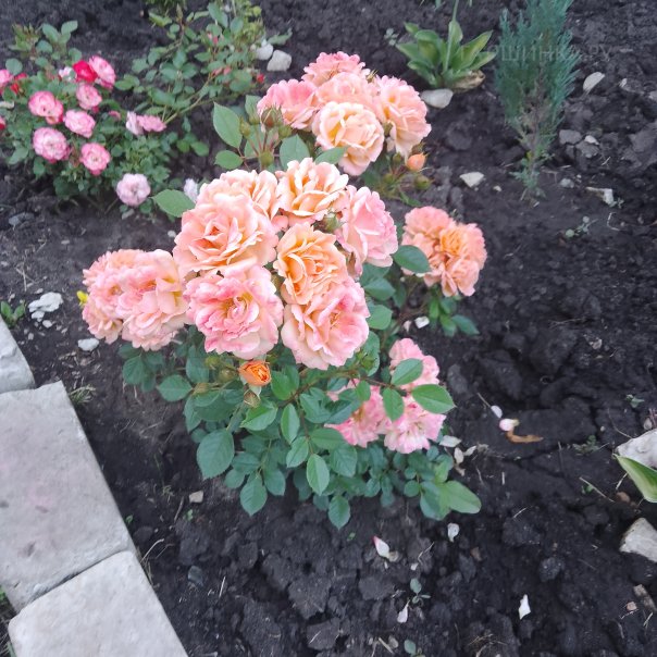 превью изображения отзыва