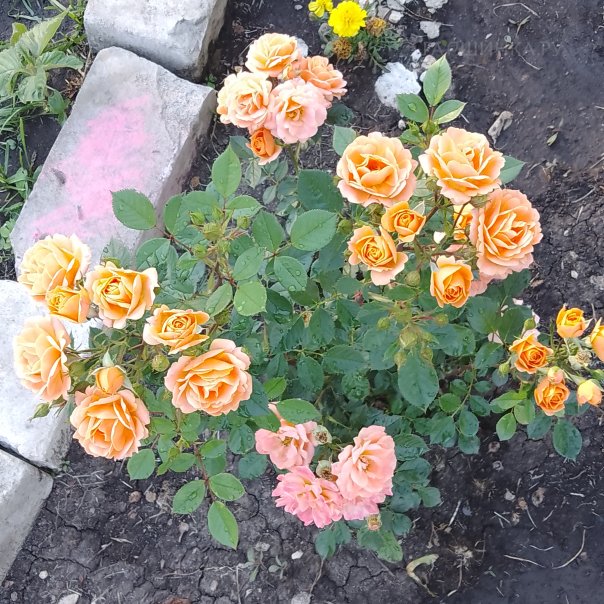 превью изображения отзыва