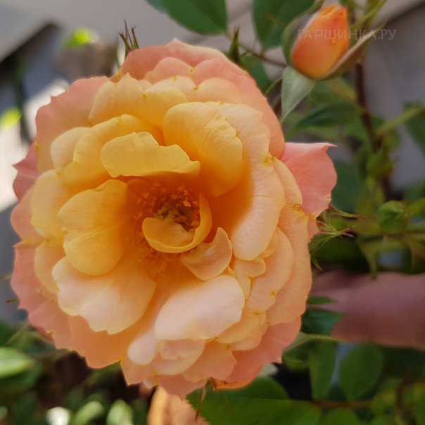 превью изображения отзыва