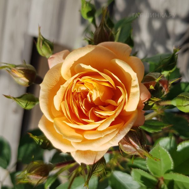 превью изображения отзыва