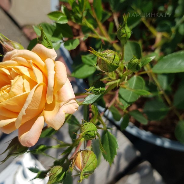 превью изображения отзыва