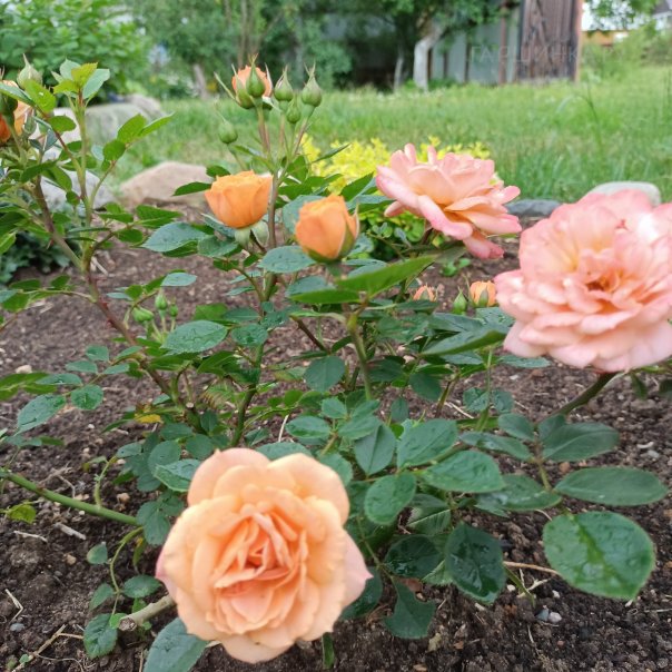 превью изображения отзыва