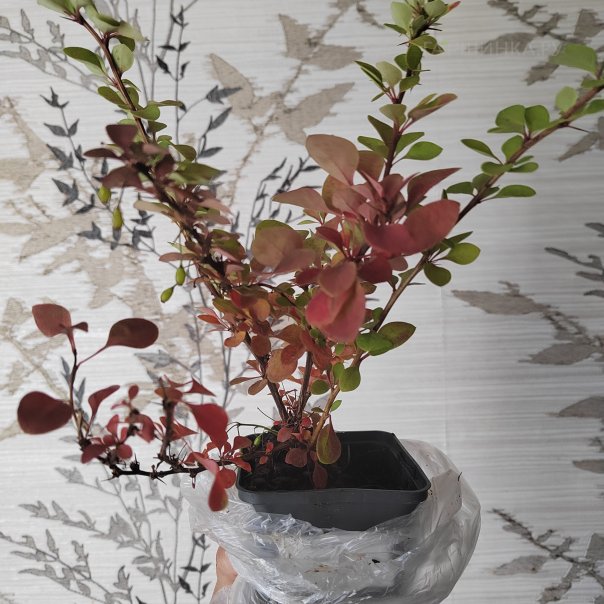 превью изображения отзыва