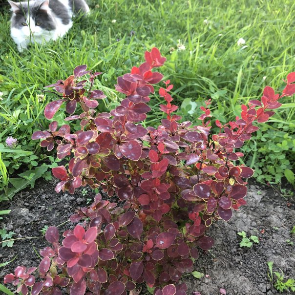 превью изображения отзыва