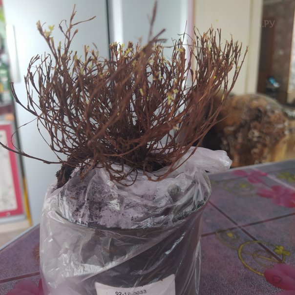 превью изображения отзыва