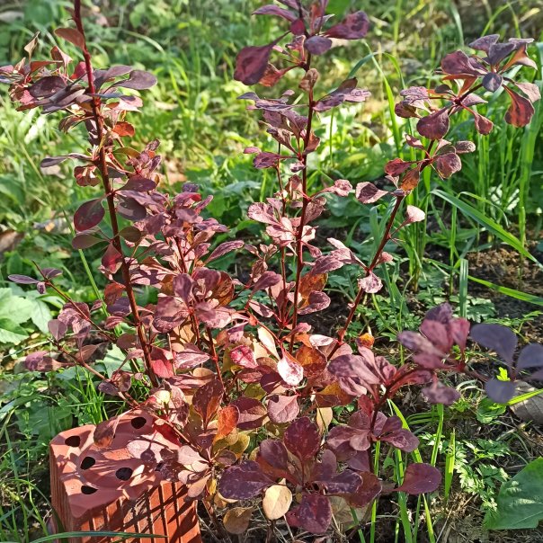 превью изображения отзыва