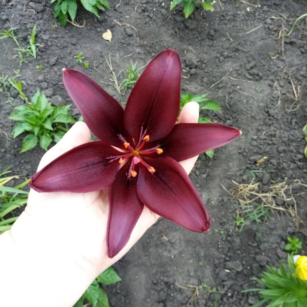 превью изображения отзыва