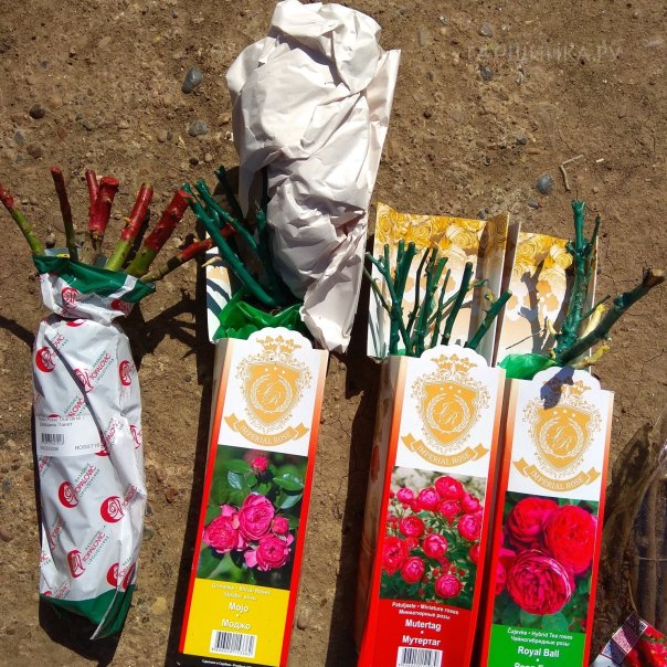 превью изображения отзыва