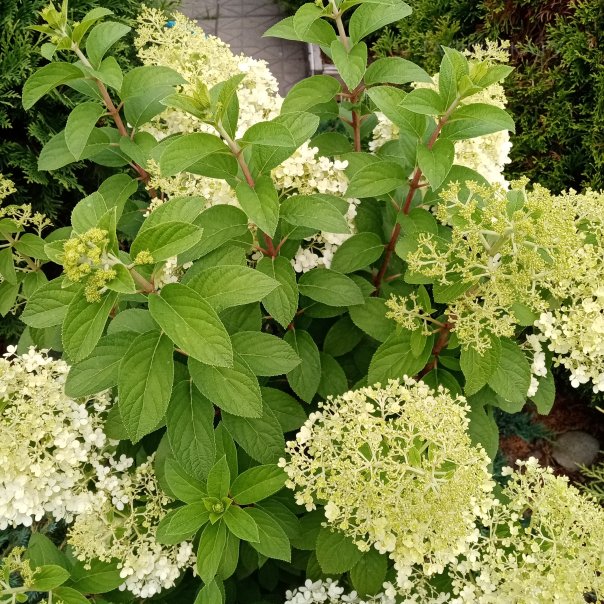 превью изображения отзыва