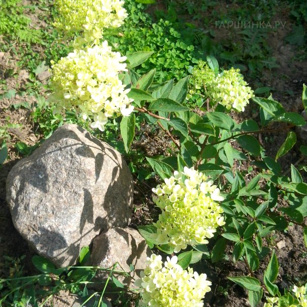 превью изображения отзыва