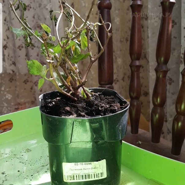 превью изображения отзыва