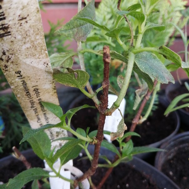 превью изображения отзыва