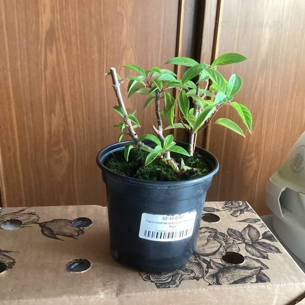 превью изображения отзыва