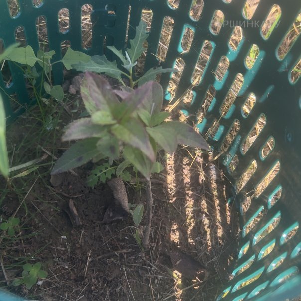 превью изображения отзыва