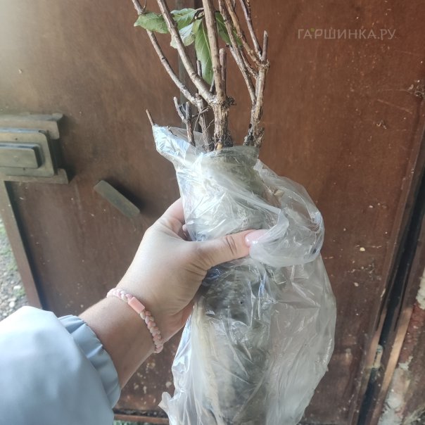 превью изображения отзыва