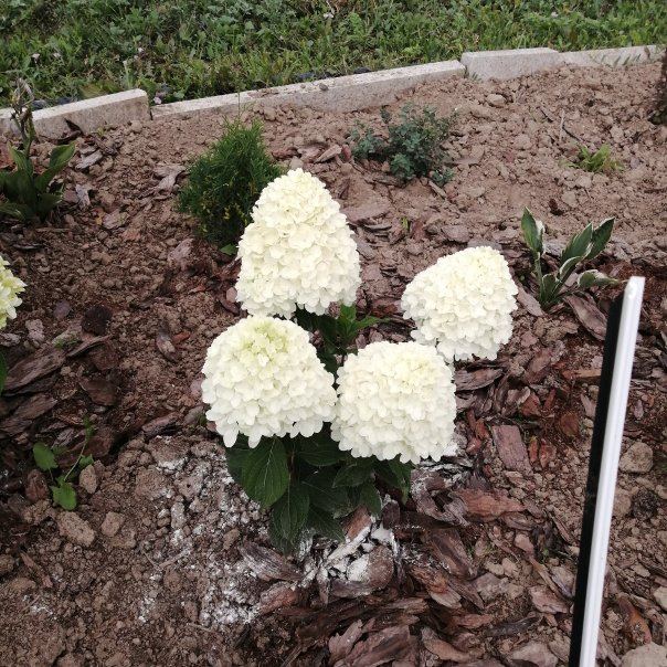 превью изображения отзыва