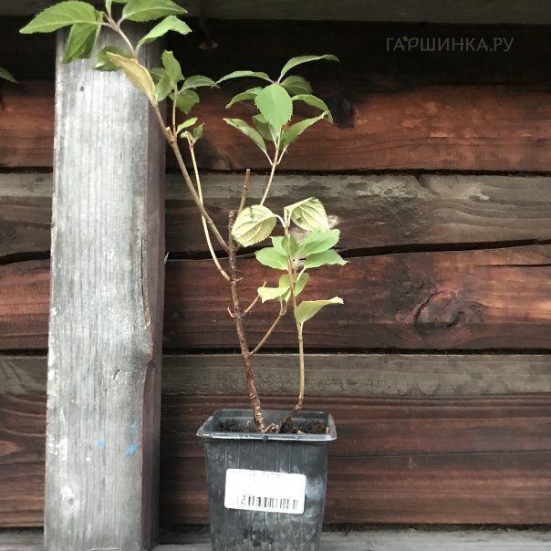 превью изображения отзыва