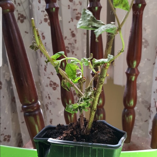 превью изображения отзыва