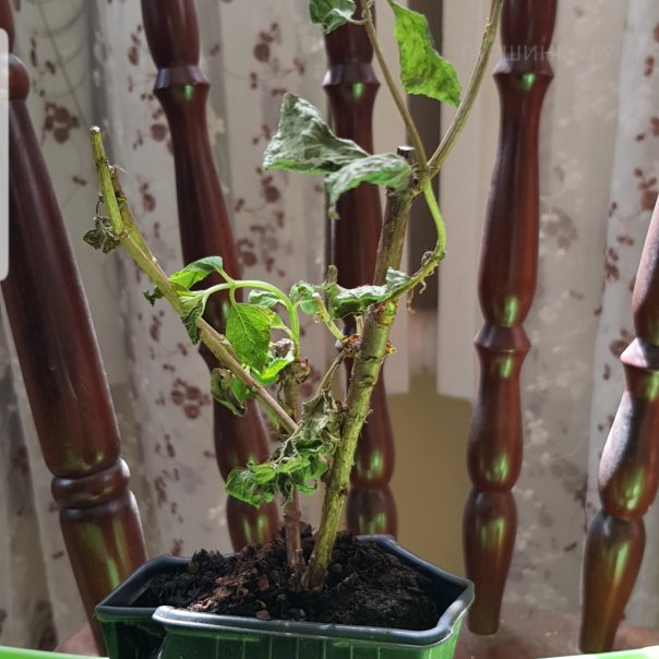 превью изображения отзыва