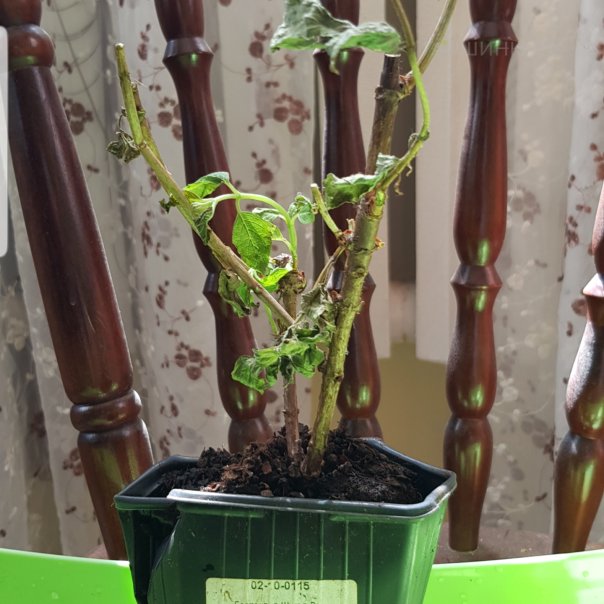 превью изображения отзыва