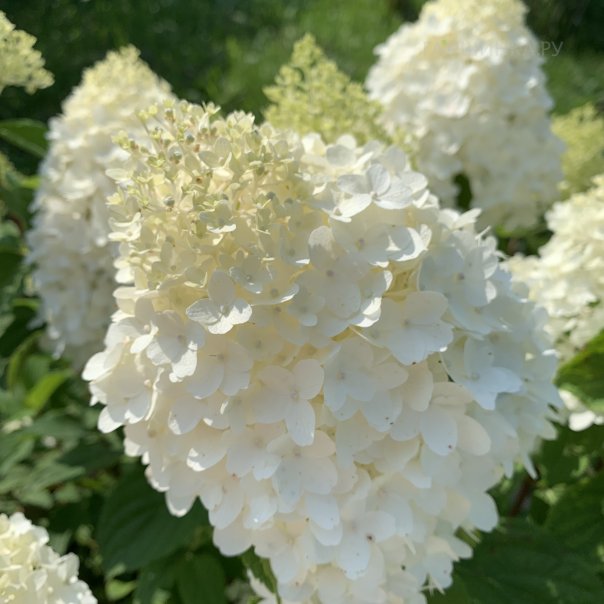 превью изображения отзыва