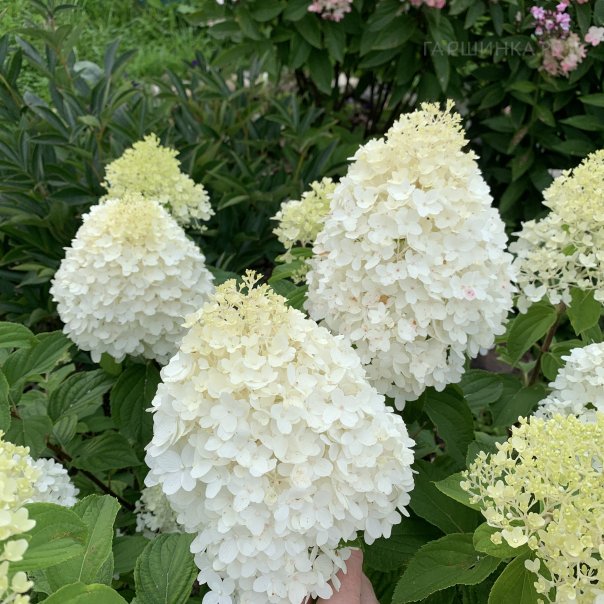 превью изображения отзыва