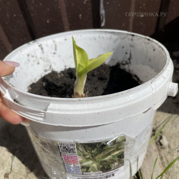 превью изображения отзыва