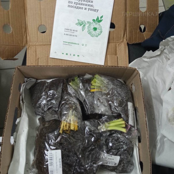 превью изображения отзыва