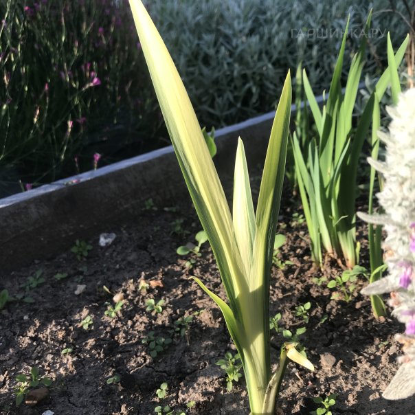 превью изображения отзыва