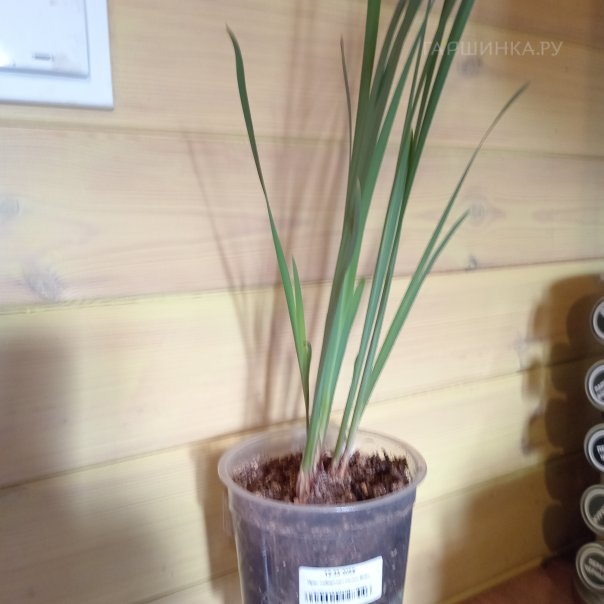 превью изображения отзыва