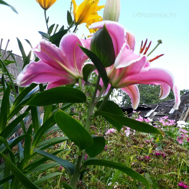 превью изображения отзыва