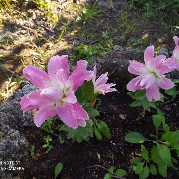 превью изображения отзыва