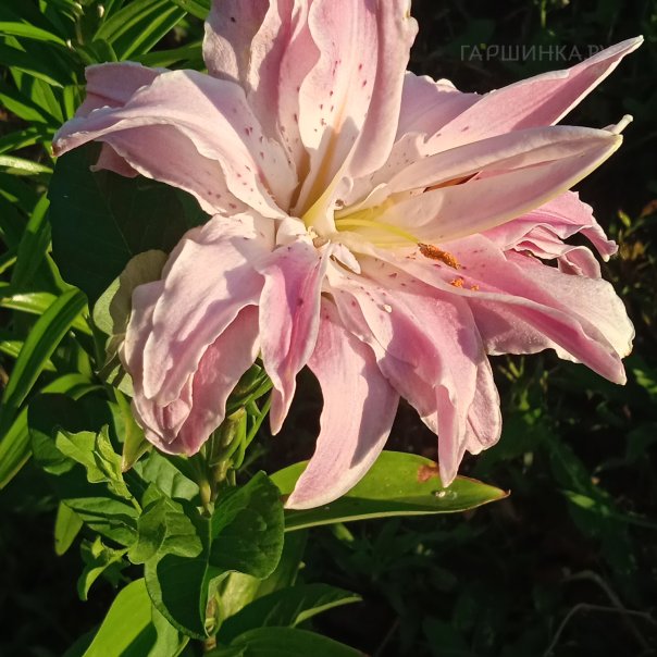 превью изображения отзыва