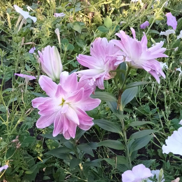 превью изображения отзыва