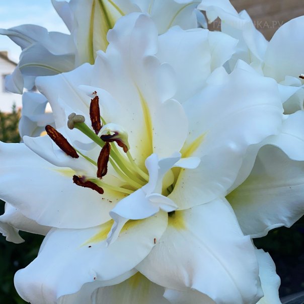 превью изображения отзыва