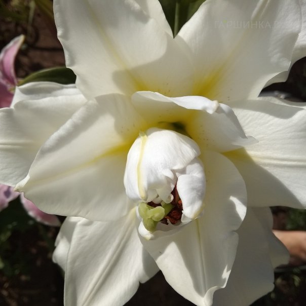 превью изображения отзыва