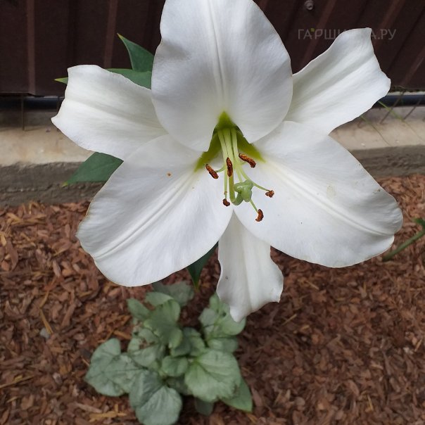 превью изображения отзыва