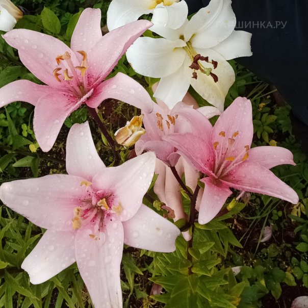 превью изображения отзыва