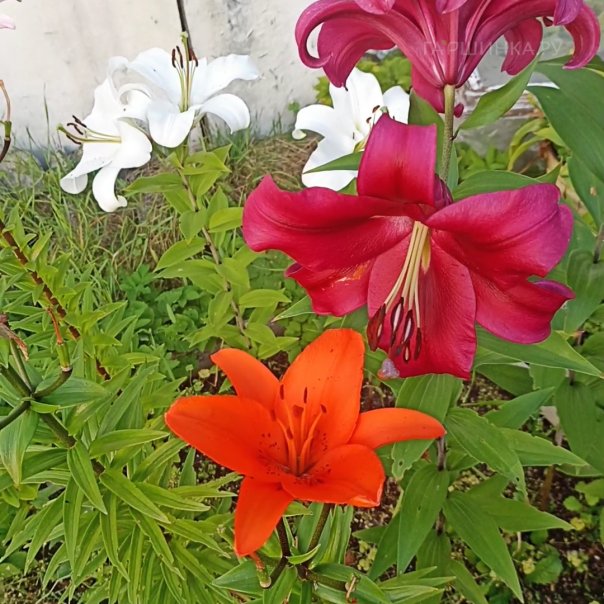 превью изображения отзыва