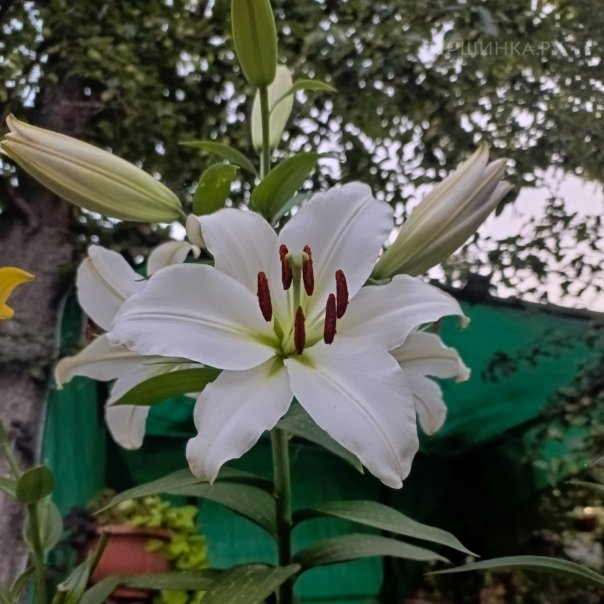 превью изображения отзыва