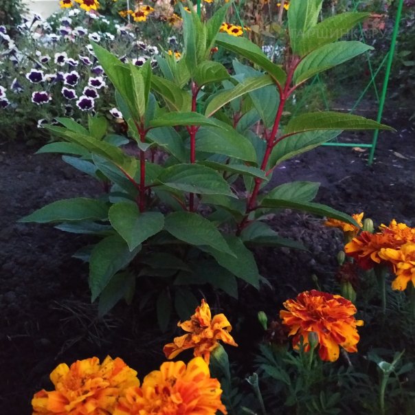 превью изображения отзыва