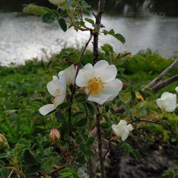 превью изображения отзыва