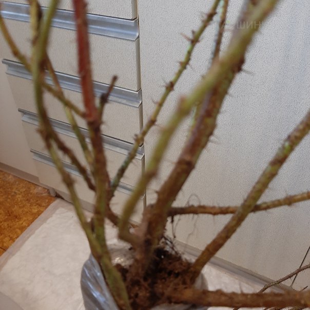 превью изображения отзыва