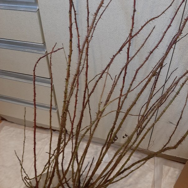 превью изображения отзыва