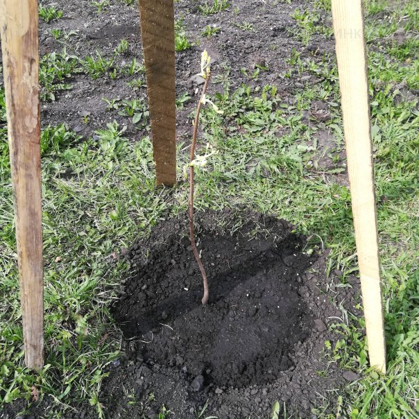 превью изображения отзыва