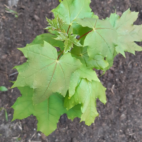 превью изображения отзыва