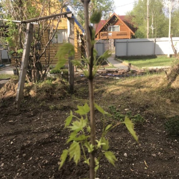 превью изображения отзыва